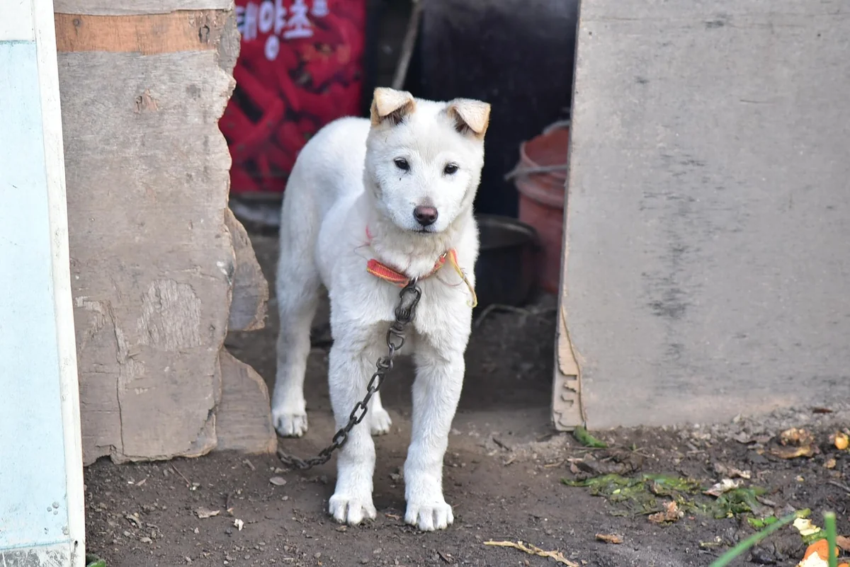 Zusammenfassung: Ein Leben mit Atemnot, nicht trotz ihr