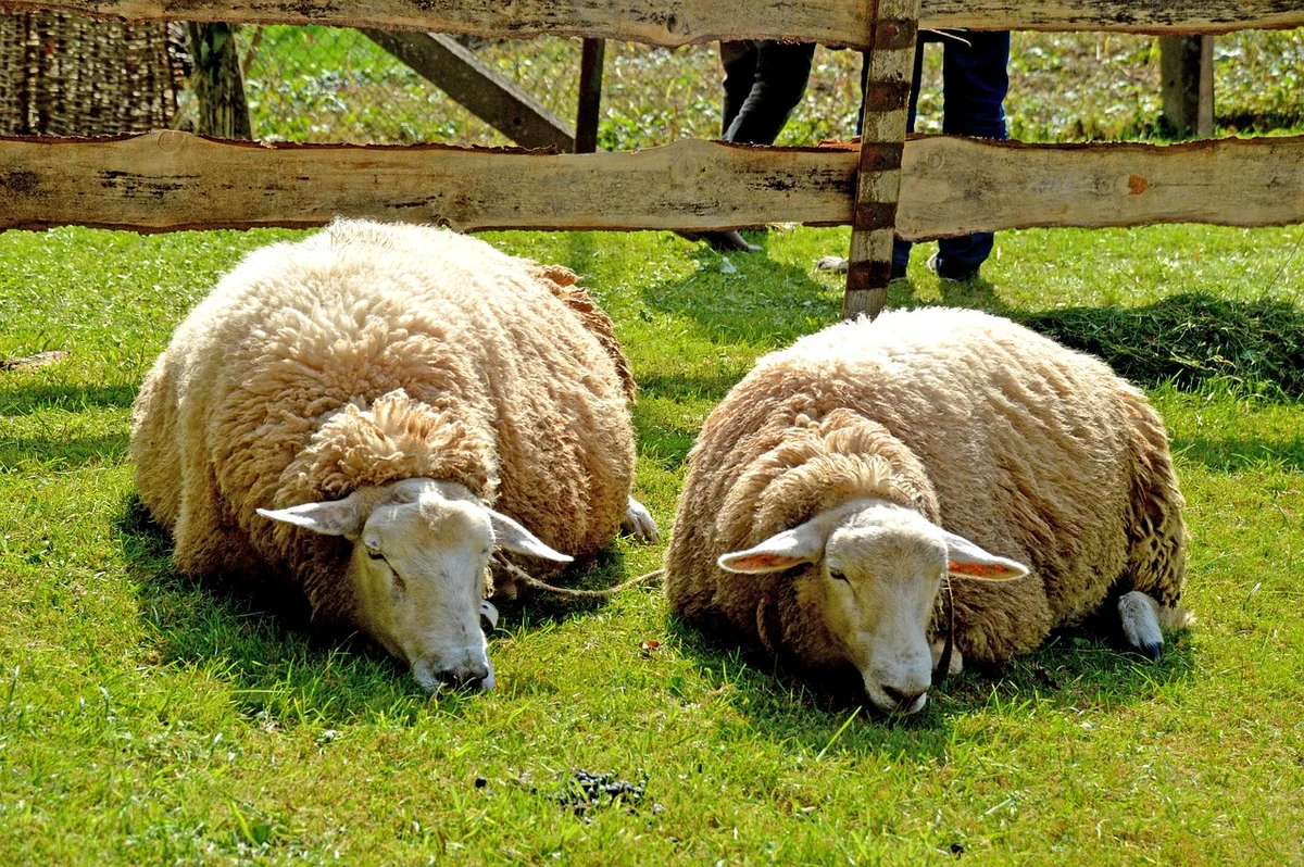 Schlaf und Rituale: Die nächtliche Reparaturphase